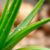 Aloes na zmarszczki – jak poprawić zdrowie skóry naturalnie?